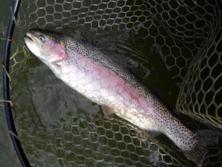 大安トラウトレイク 釣果